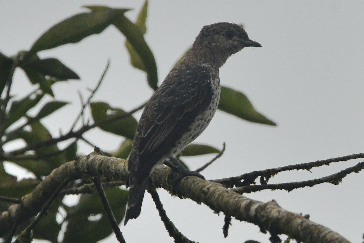edelkotinga - ML639835683