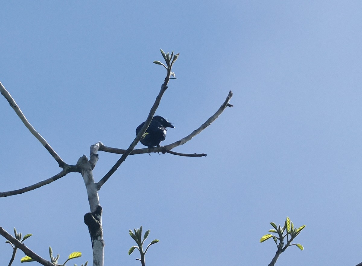 Yellow-eyed Starling - ML639835686