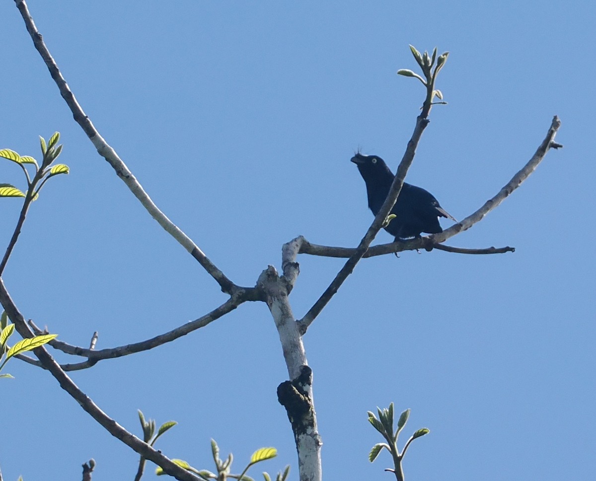 Yellow-eyed Starling - ML639835696