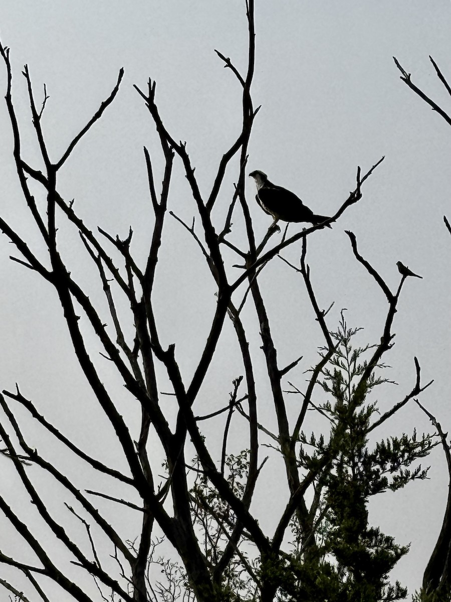 Osprey - ML639835702