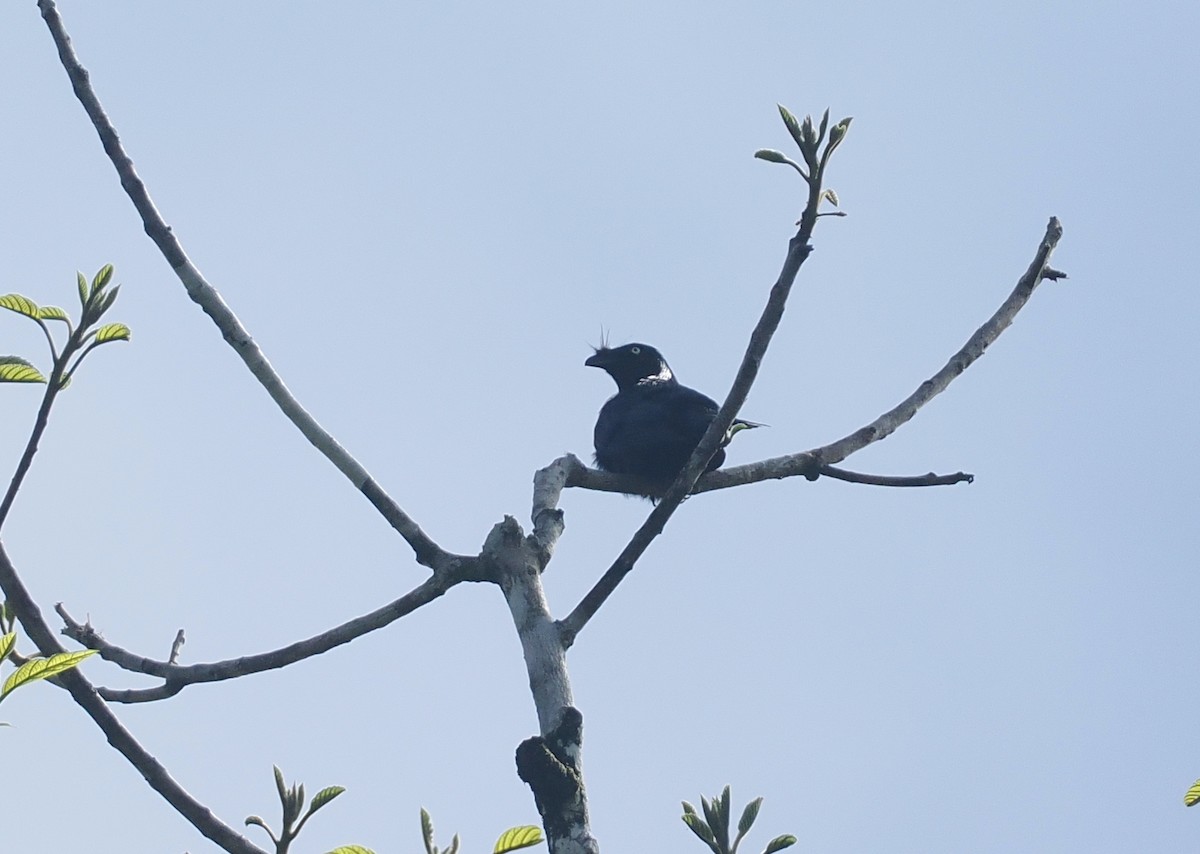 Yellow-eyed Starling - ML639835723