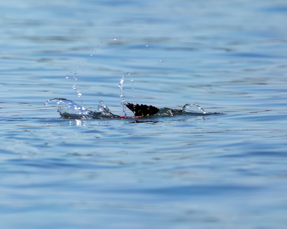 Guillemot à miroir - ML639835767