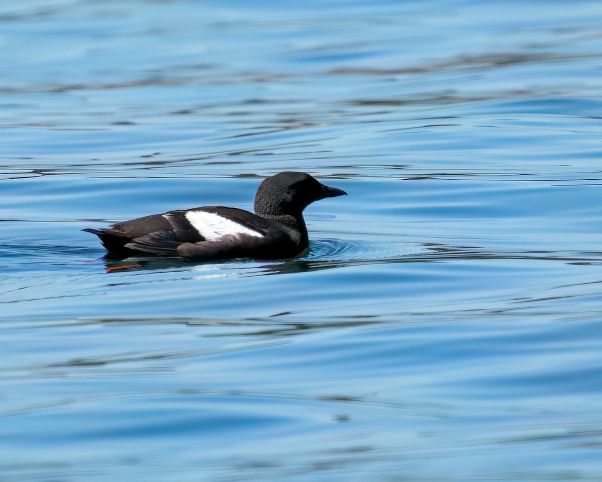 Guillemot à miroir - ML639835768