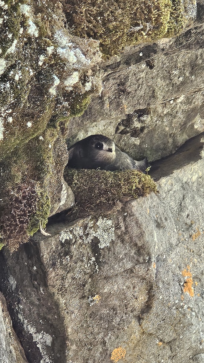 Black Swift - ML639835782