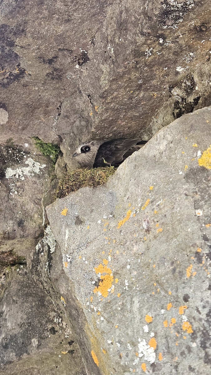 Black Swift - ML639835783