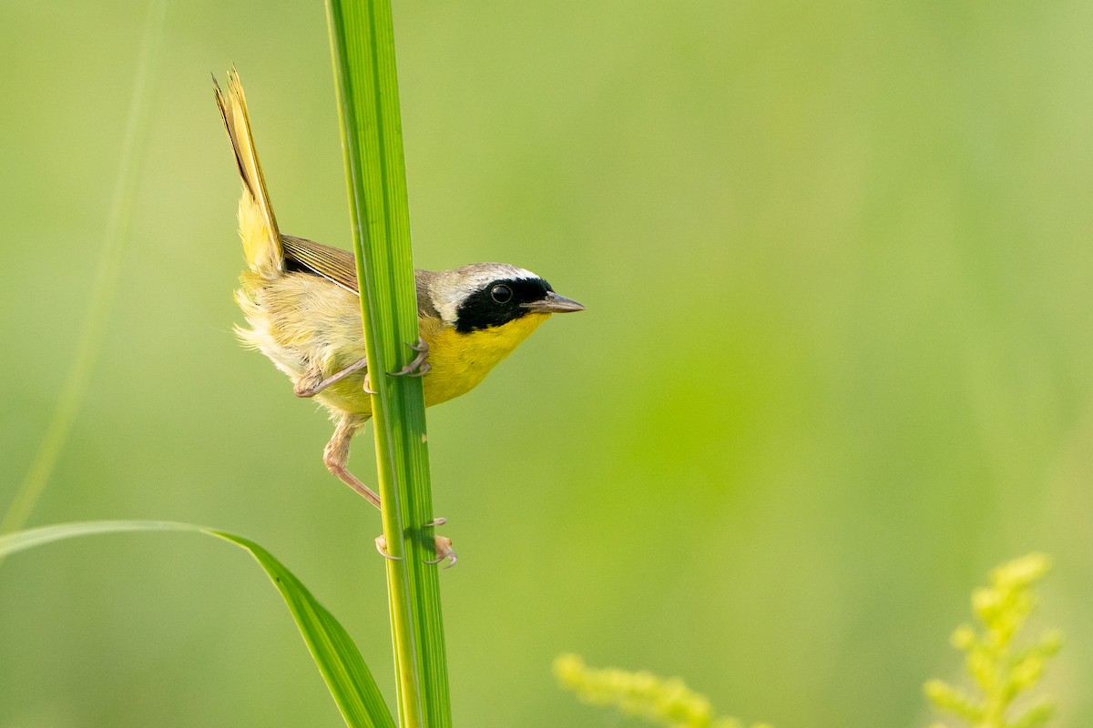 nordgulstrupe - ML639835796