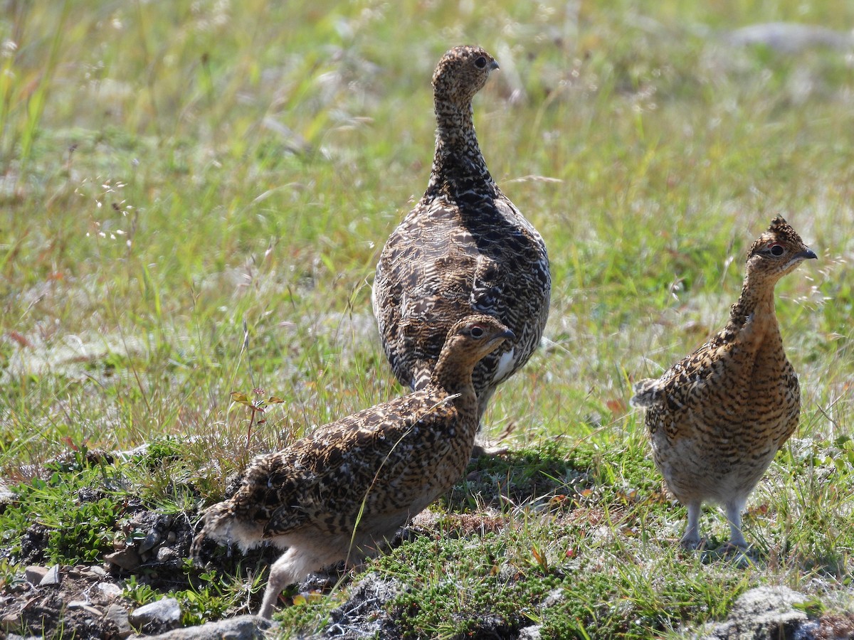 Willow Ptarmigan - ML639835813