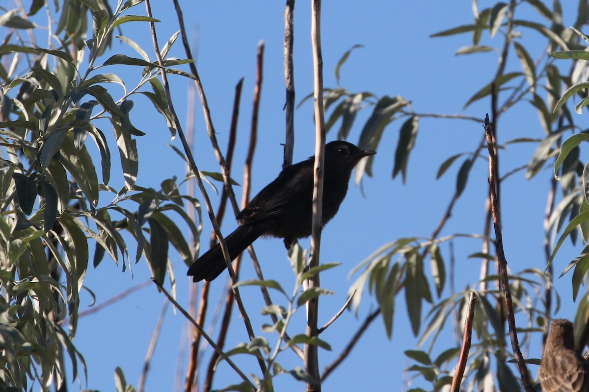 ימימן אמריקני - ML639835829