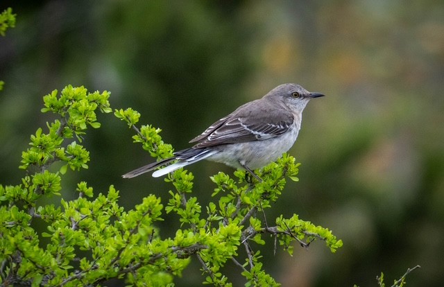 sangspottefugl - ML639835843