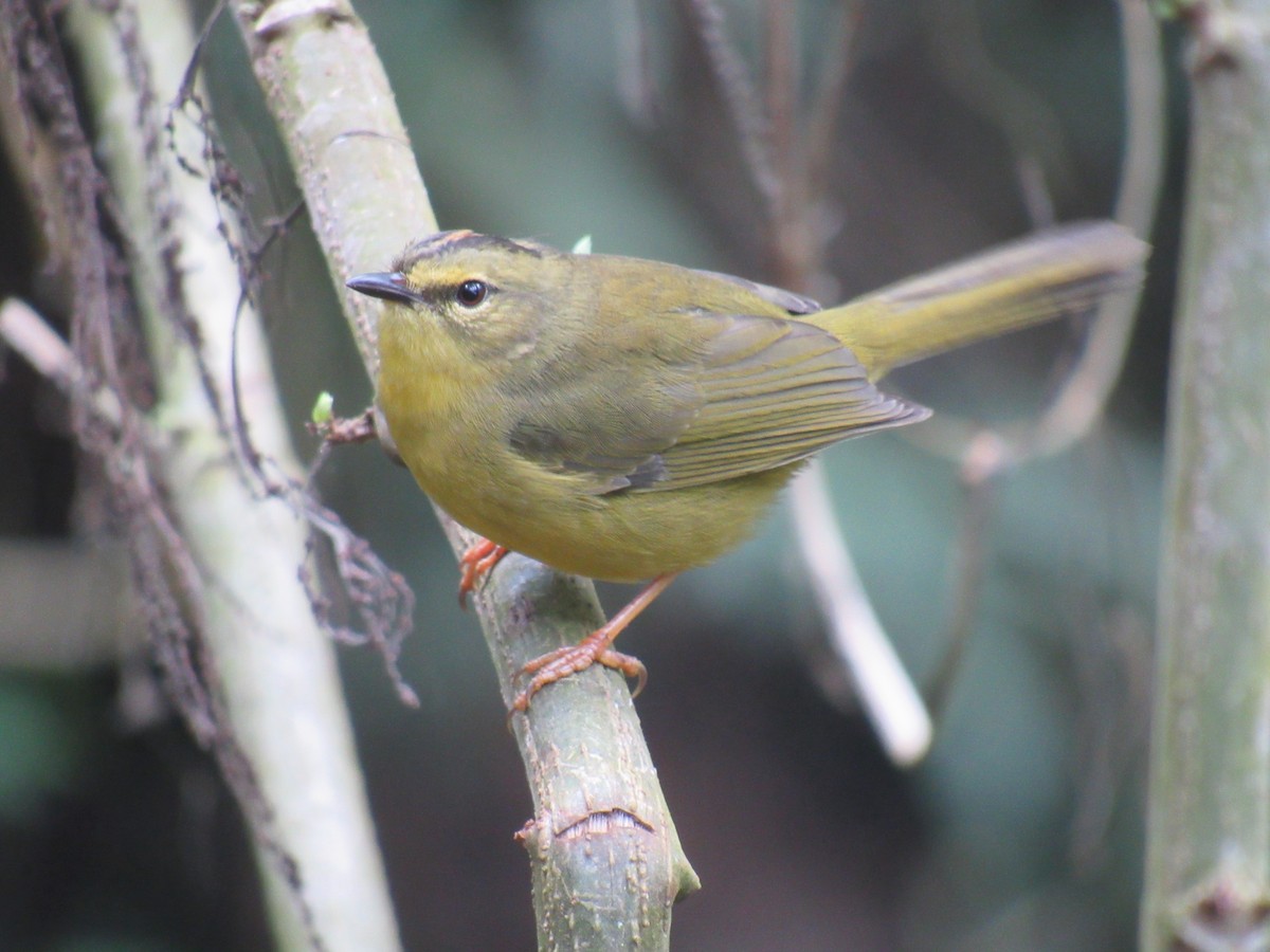 Two-banded Warbler - ML639835931