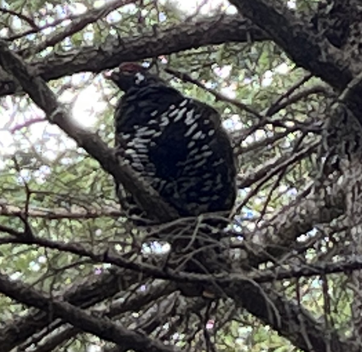 Spruce Grouse - ML639835948