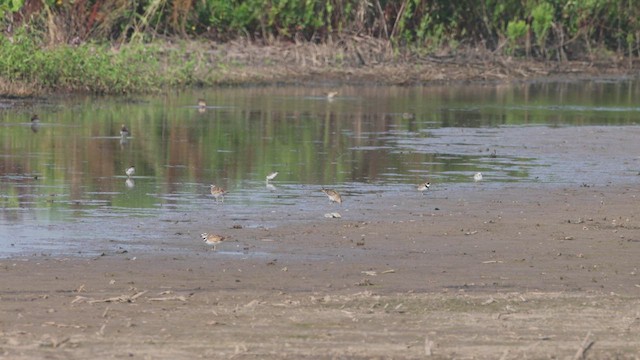 Semipalmated Plover - ML639835949