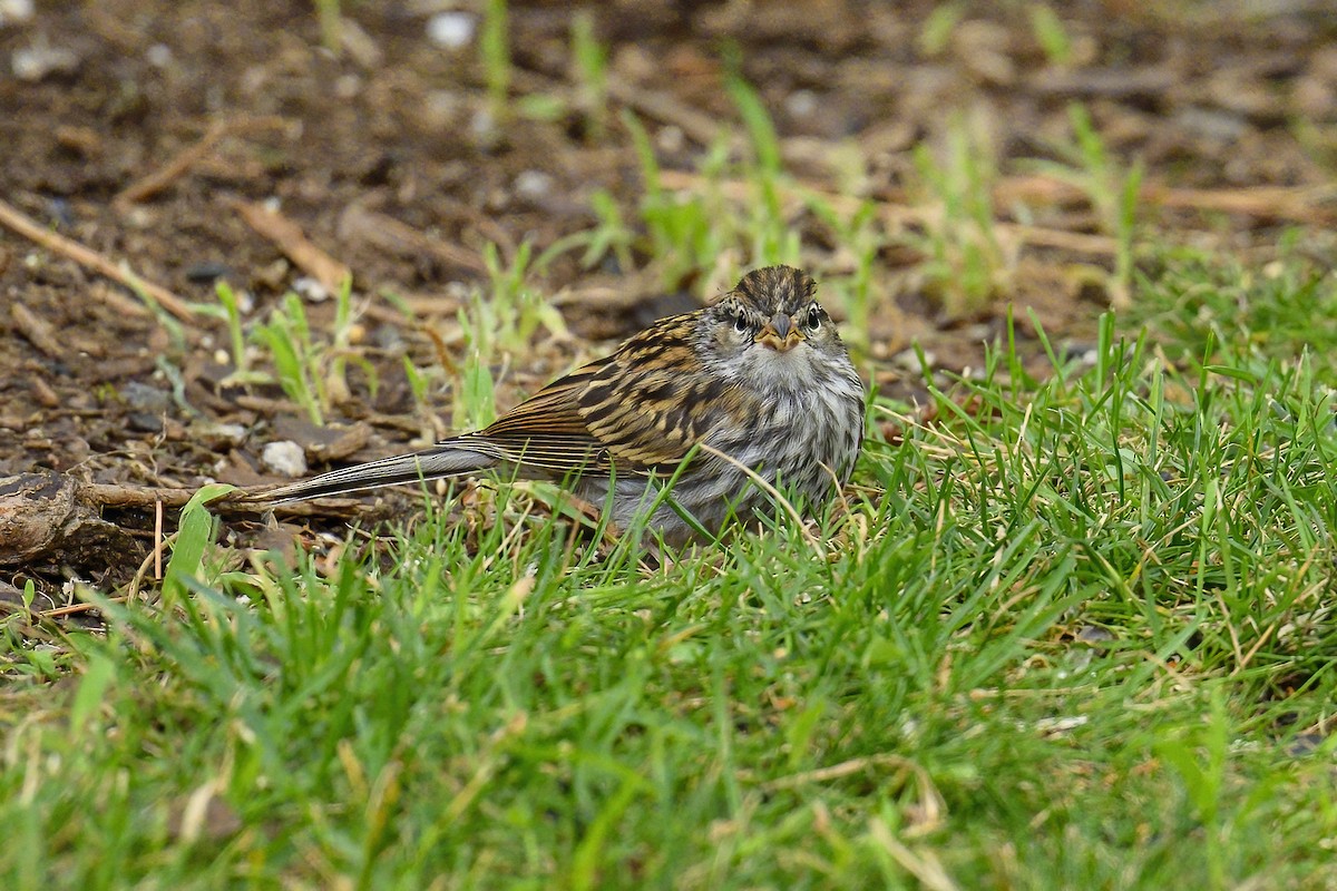 Chipping Sparrow - ML639835972