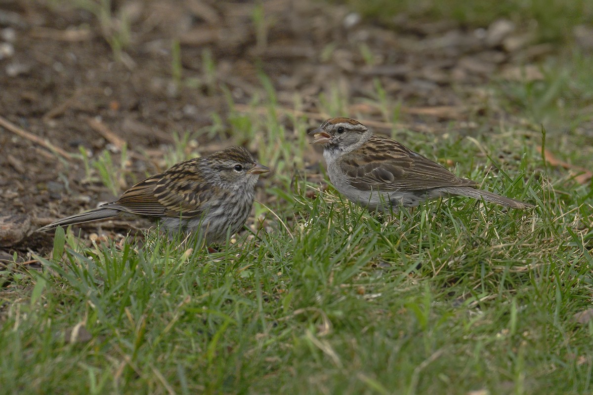 Chipping Sparrow - ML639835973