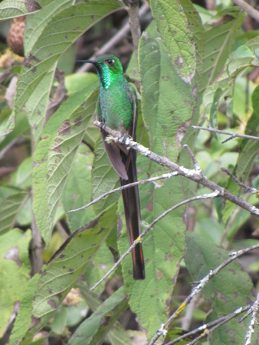 Red-tailed Comet - ML639836000