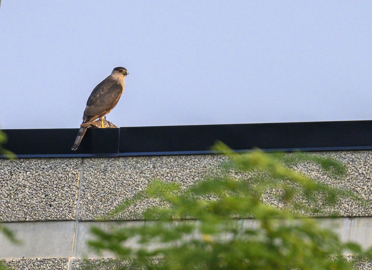 Cooper's Hawk - ML639836004