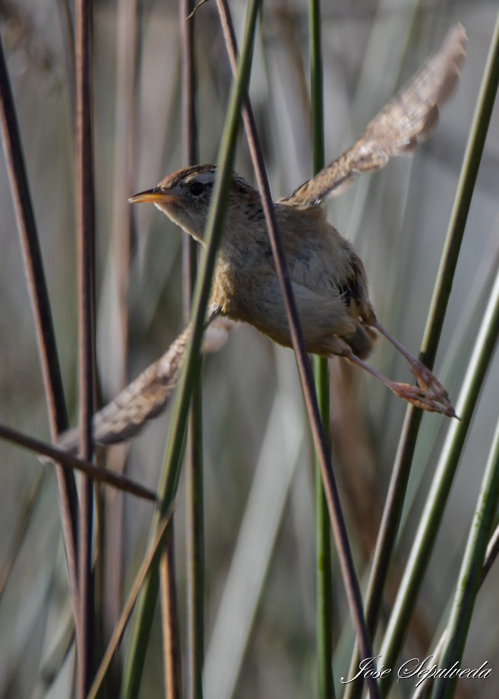 Grass Wren - ML639836047