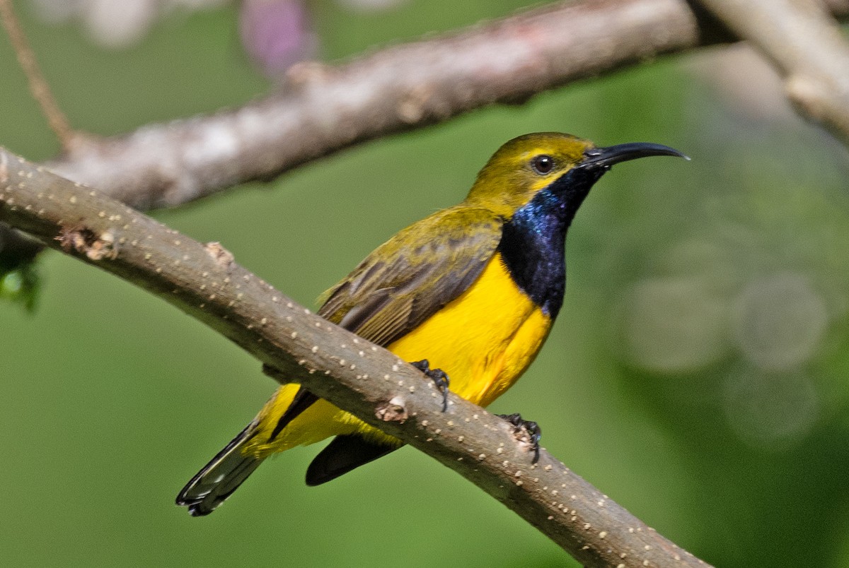Sahul Sunbird - ML639836064