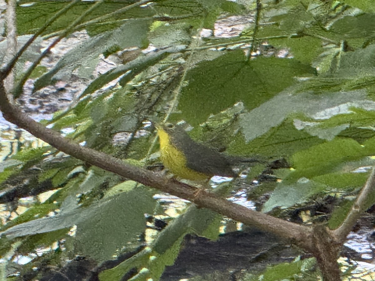 Canada Warbler - ML639836085