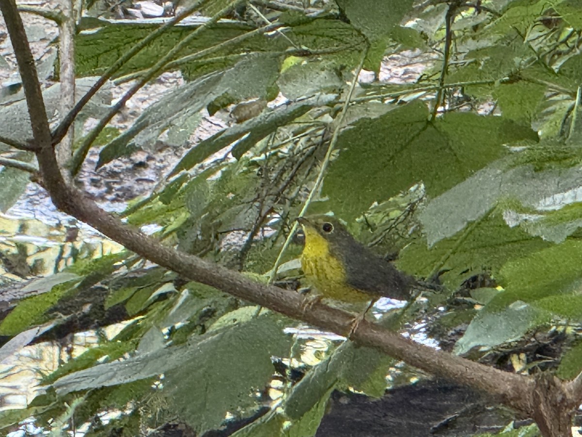 Canada Warbler - ML639836086
