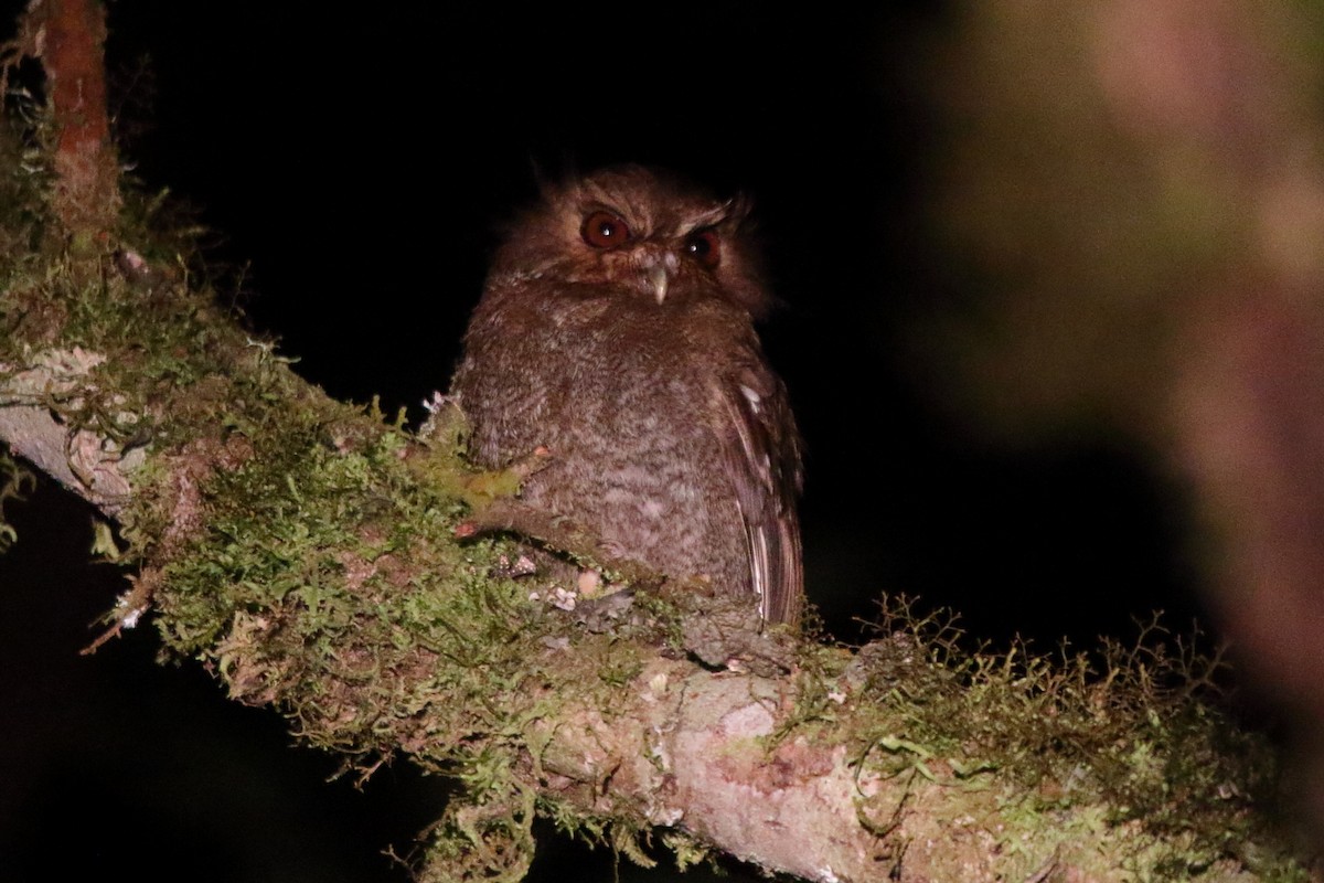 Long-whiskered Owlet - ML639836215