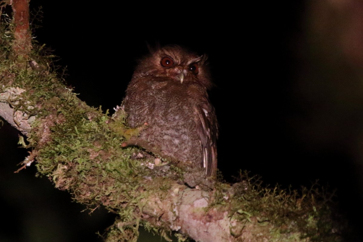 Long-whiskered Owlet - ML639836217