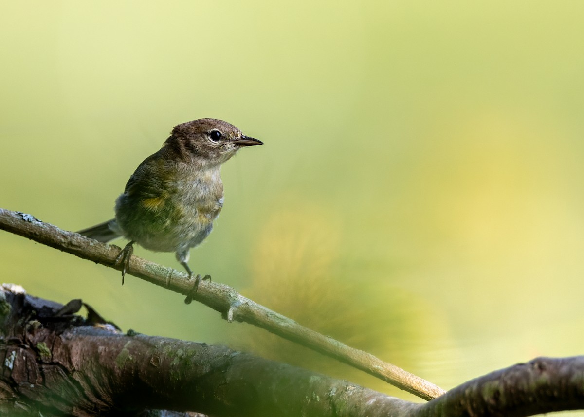 Pine Warbler - ML639836281