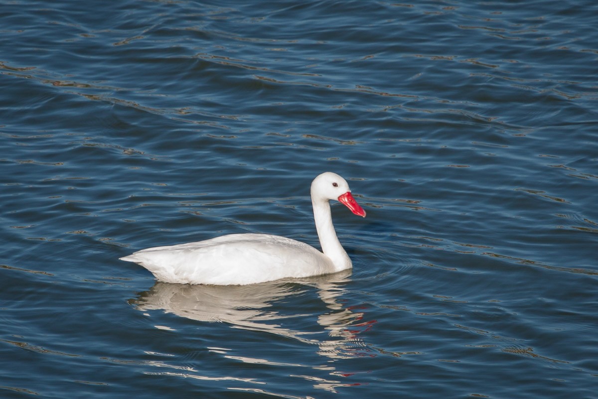 Coscoroba Swan - ML63983631