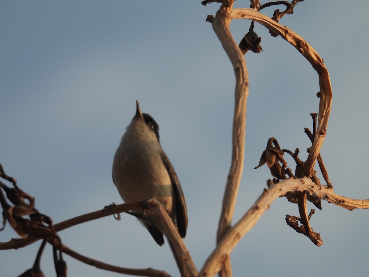 Black-capped Gnatcatcher - ML639836374