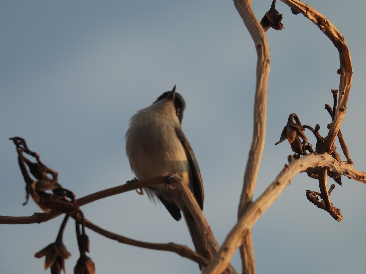 Black-capped Gnatcatcher - ML639836375