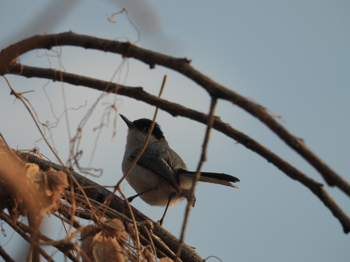 Black-capped Gnatcatcher - ML639836376