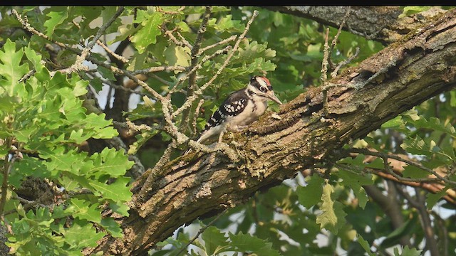 Hairy Woodpecker - ML639836405