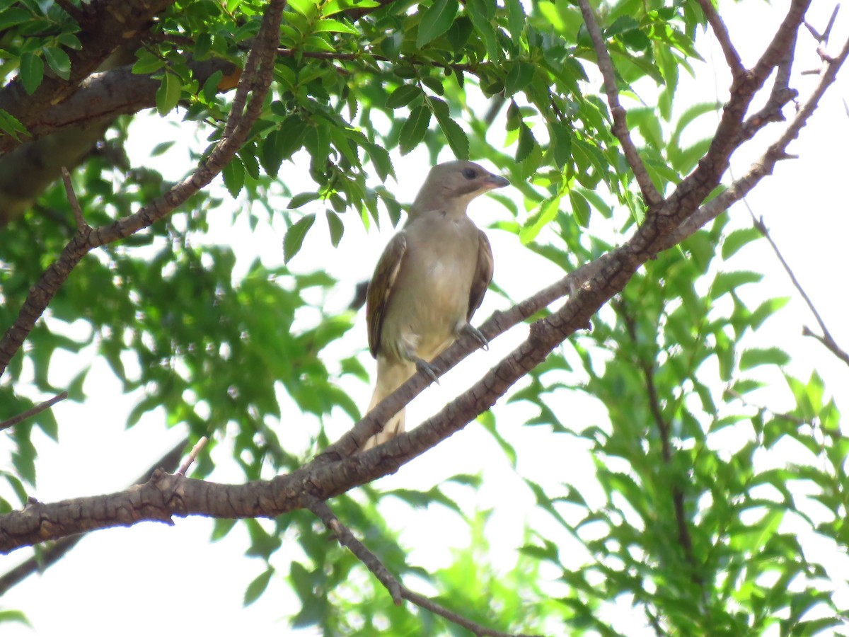 Lesser Honeyguide (Lesser) - ML639836407