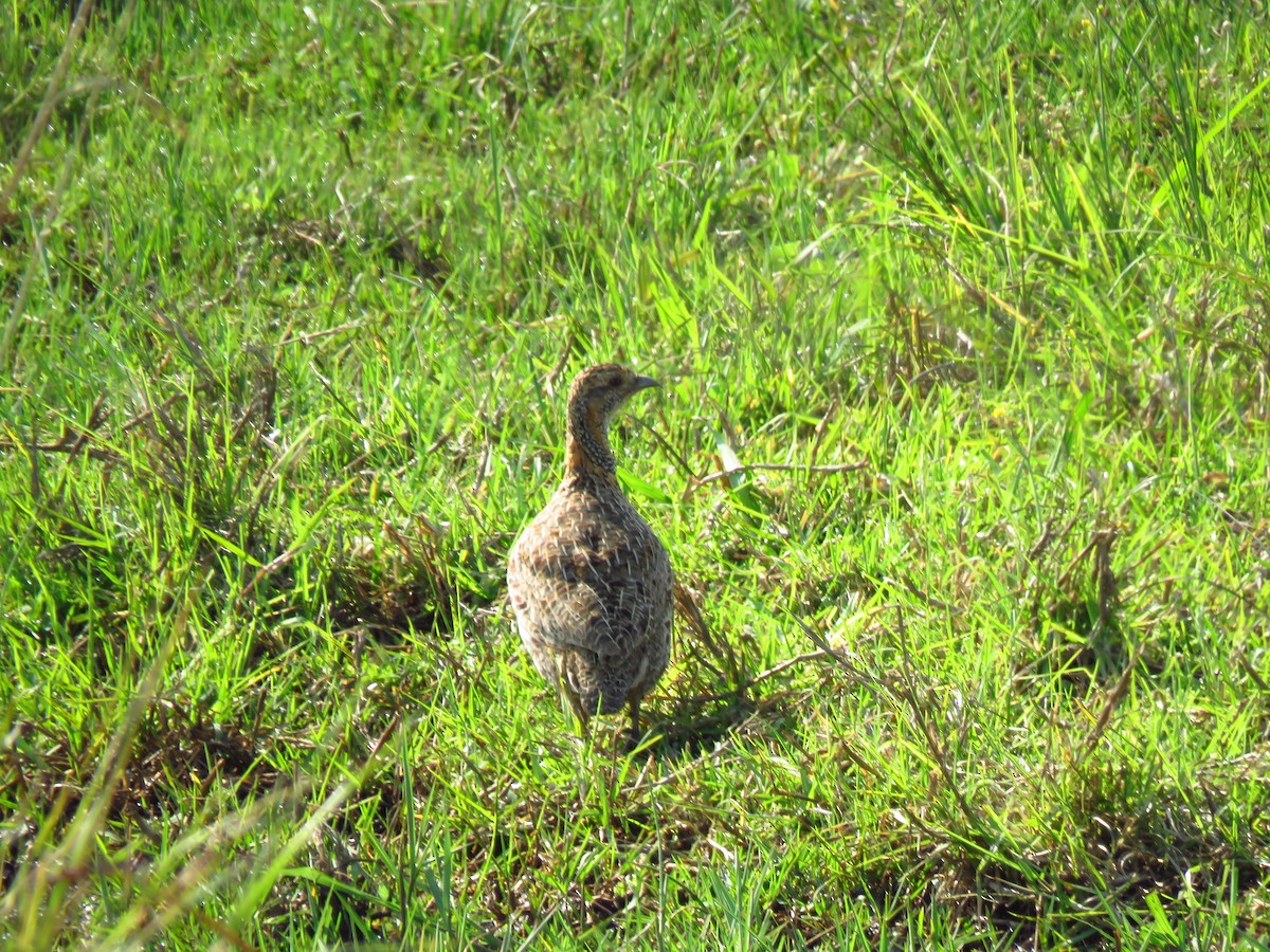 Orange River Francolin - ML639836420