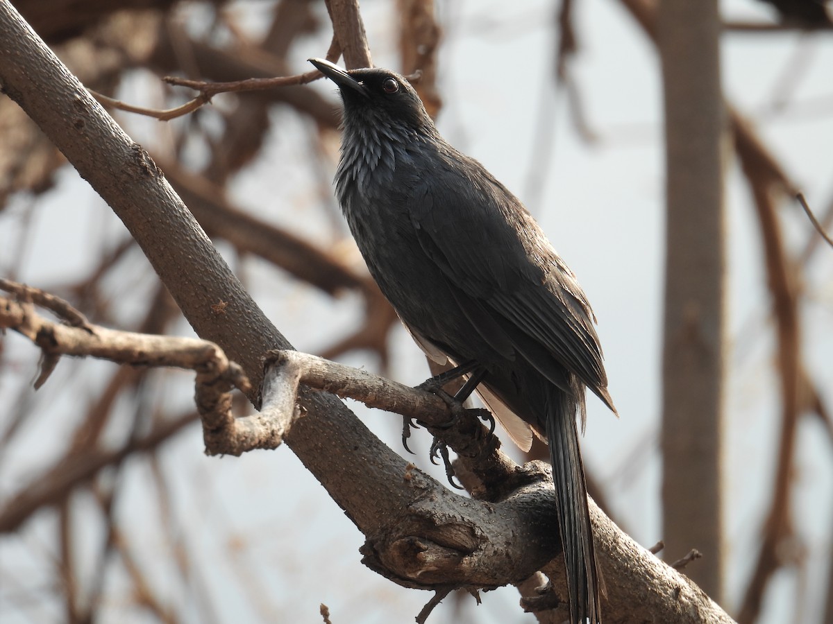 Blue Mockingbird - ML639836483