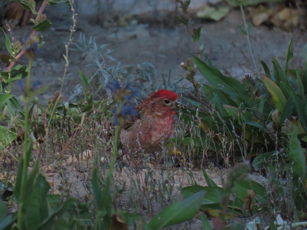 Cassin's Finch - ML639836619