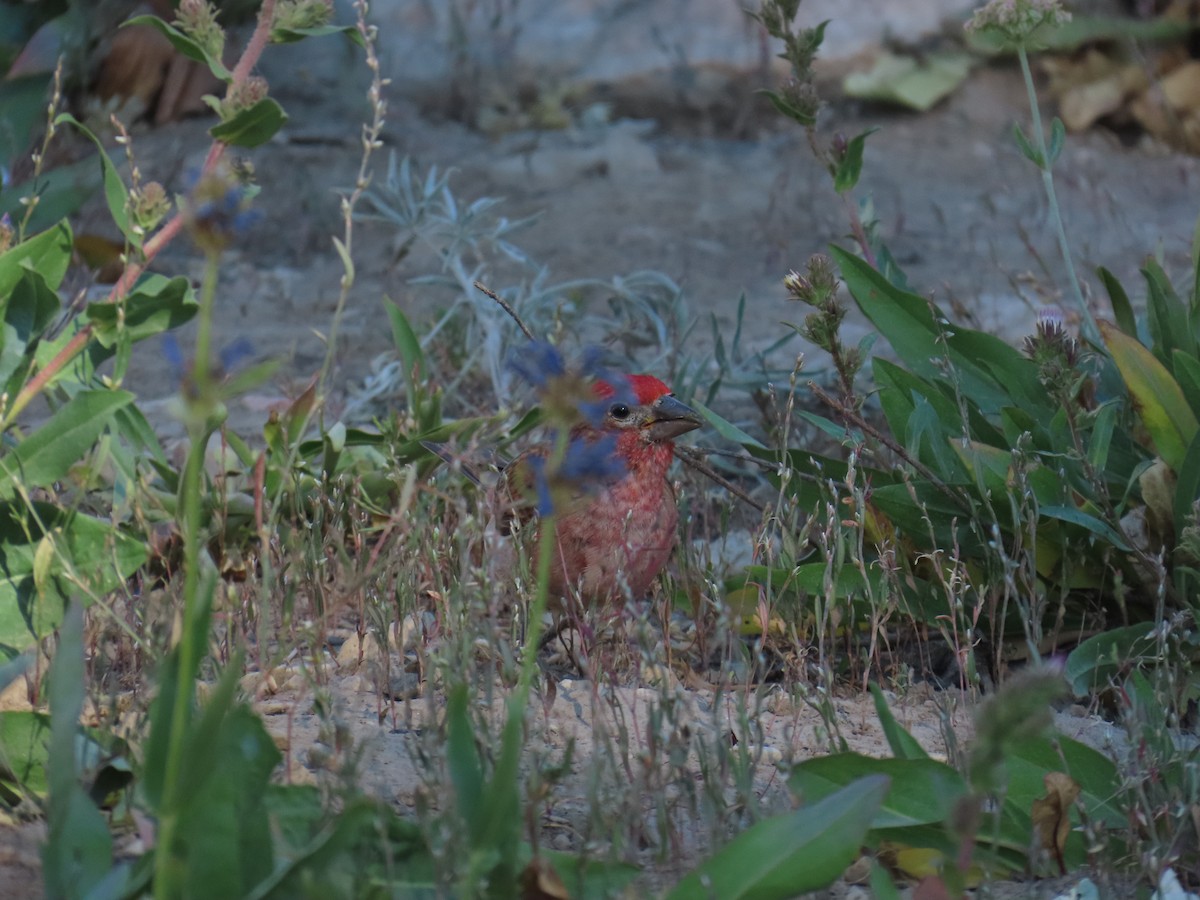 Cassin's Finch - ML639836620