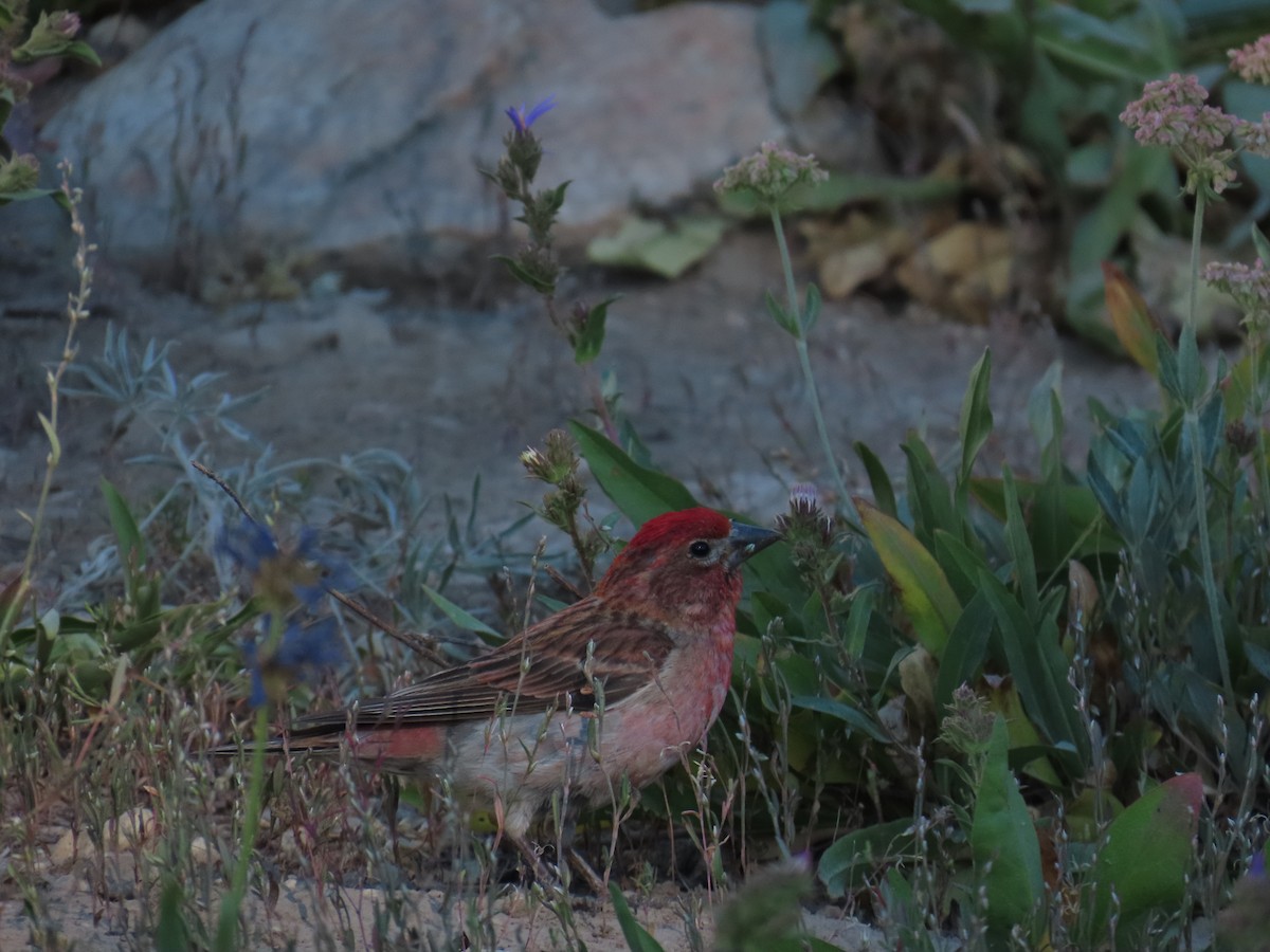 Cassin's Finch - ML639836621