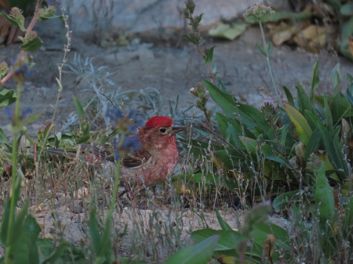 Cassin's Finch - ML639836622