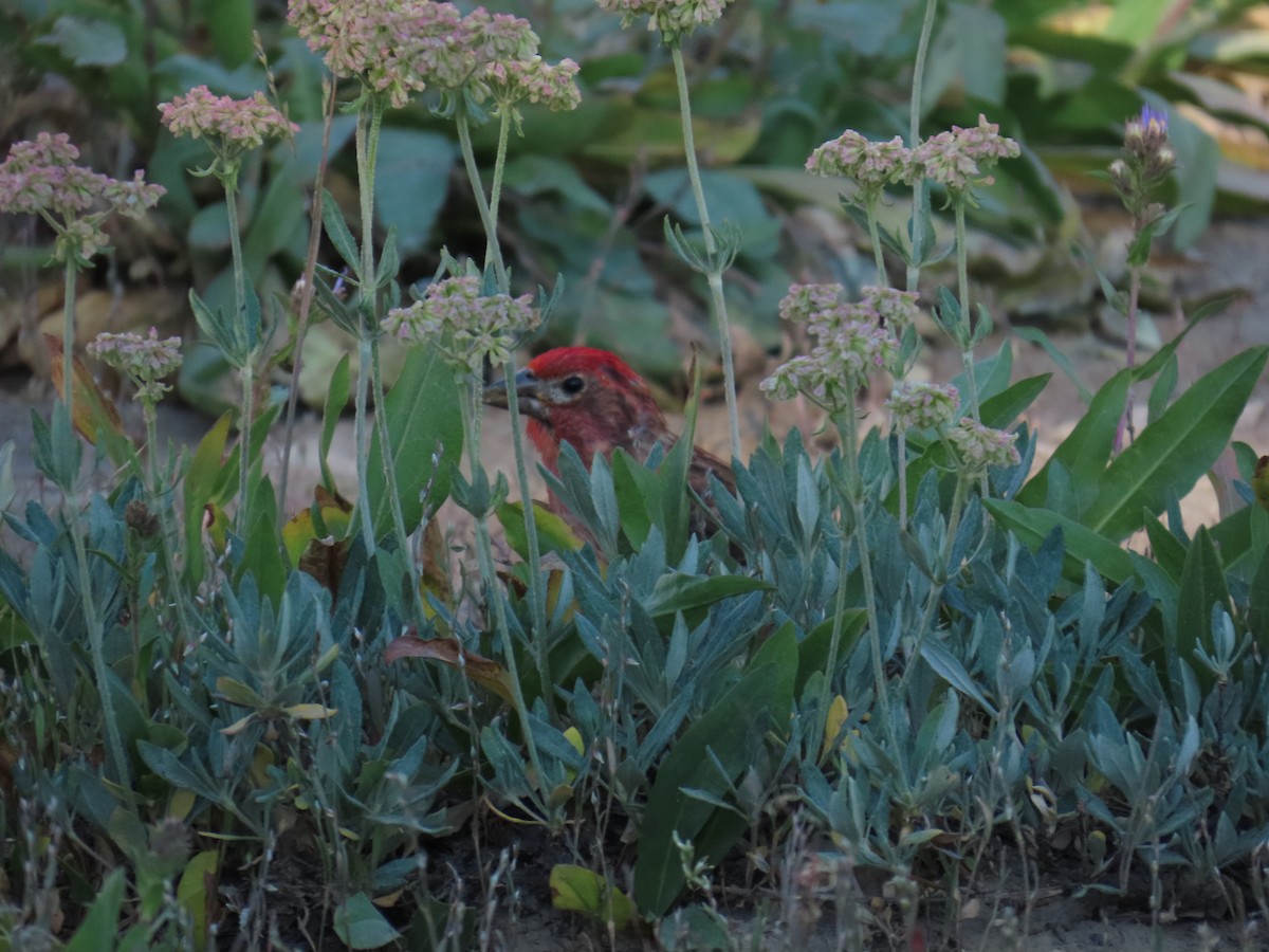 Cassin's Finch - ML639836623