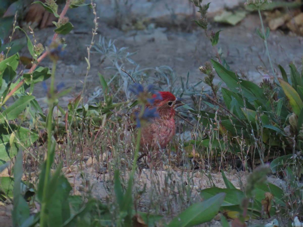 Cassin's Finch - ML639836625