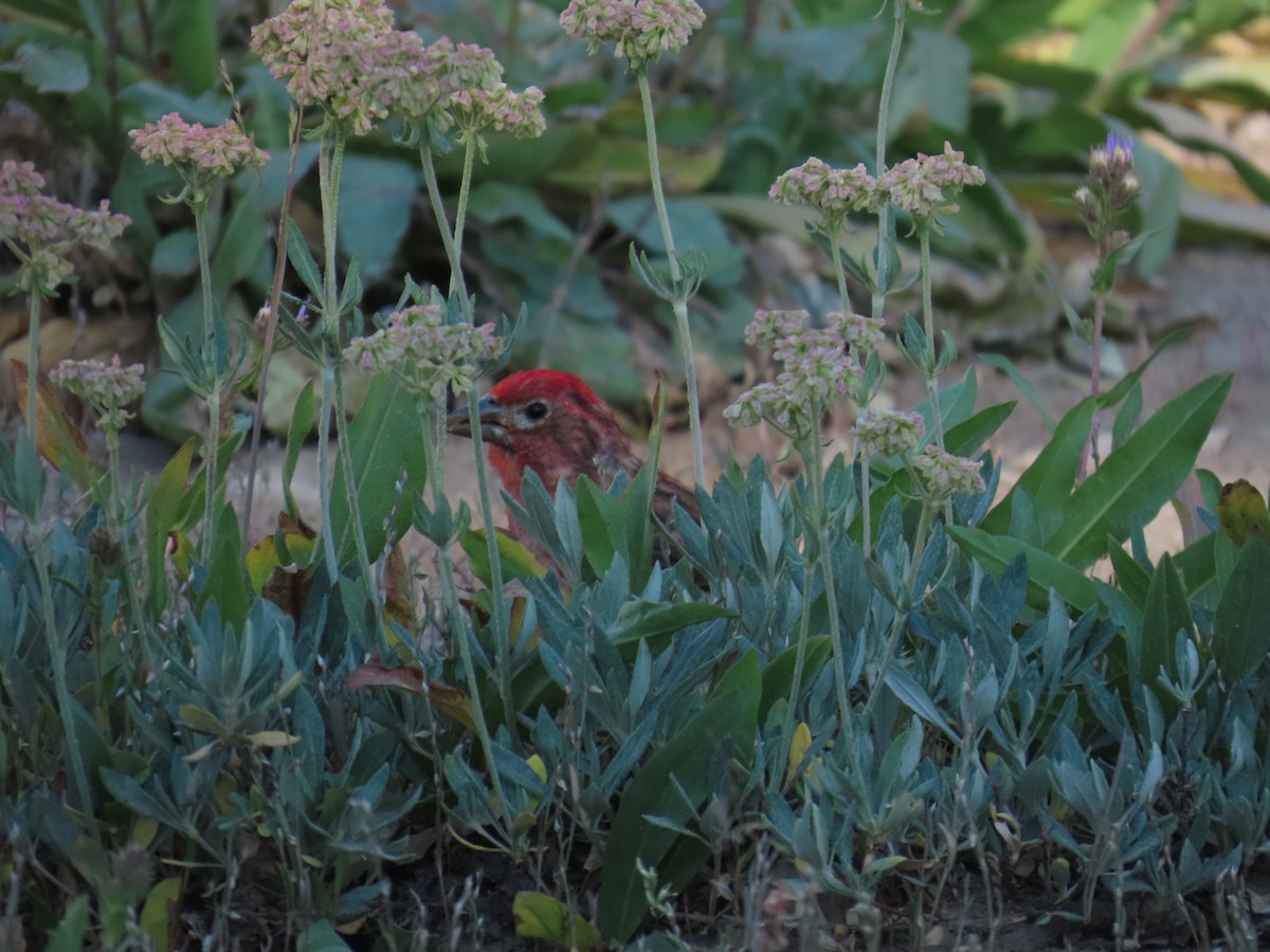 Cassin's Finch - ML639836627