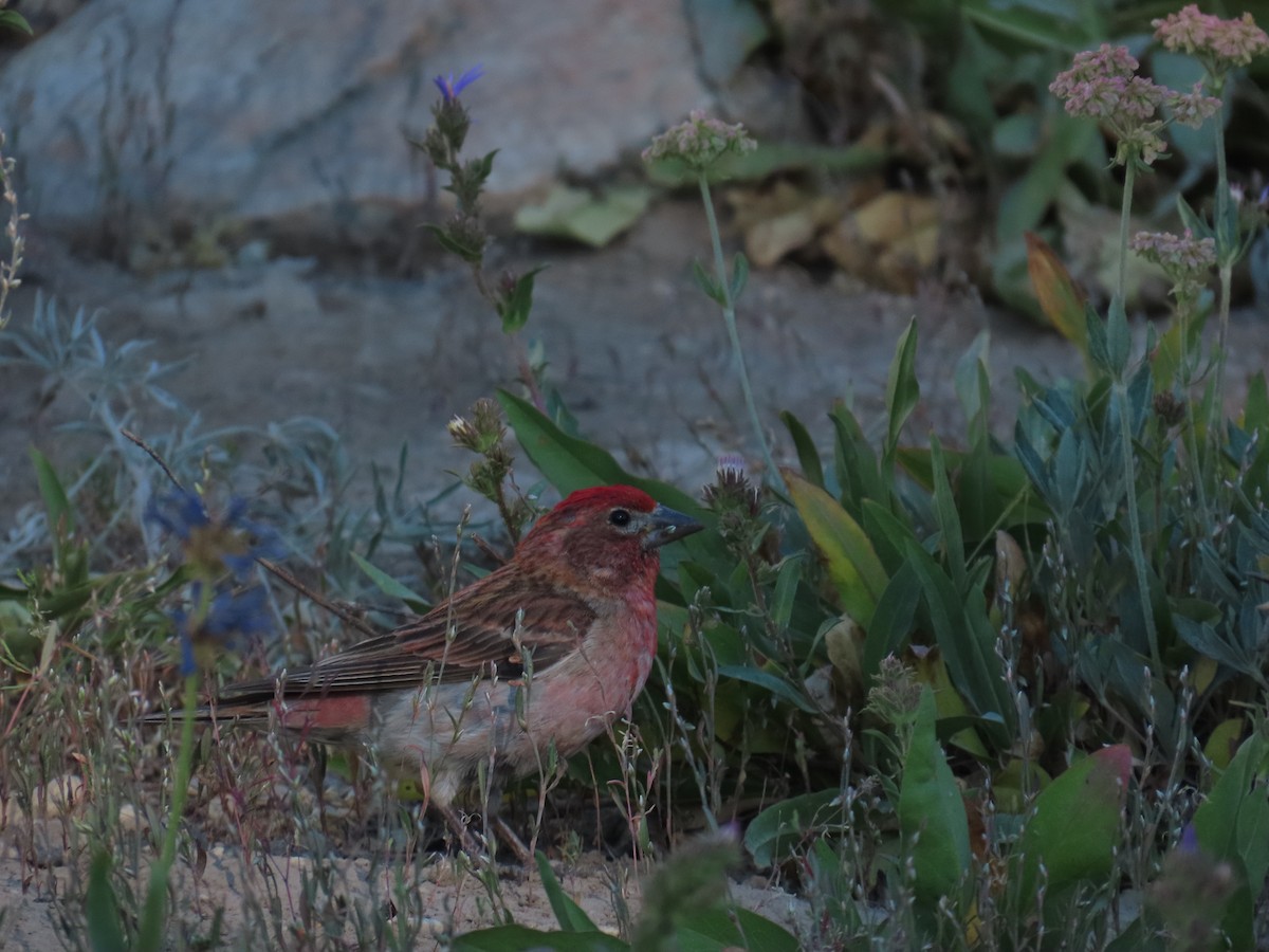 Cassin's Finch - ML639836628