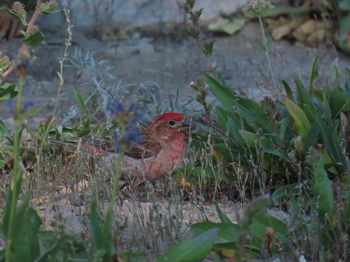 Cassin's Finch - ML639836629