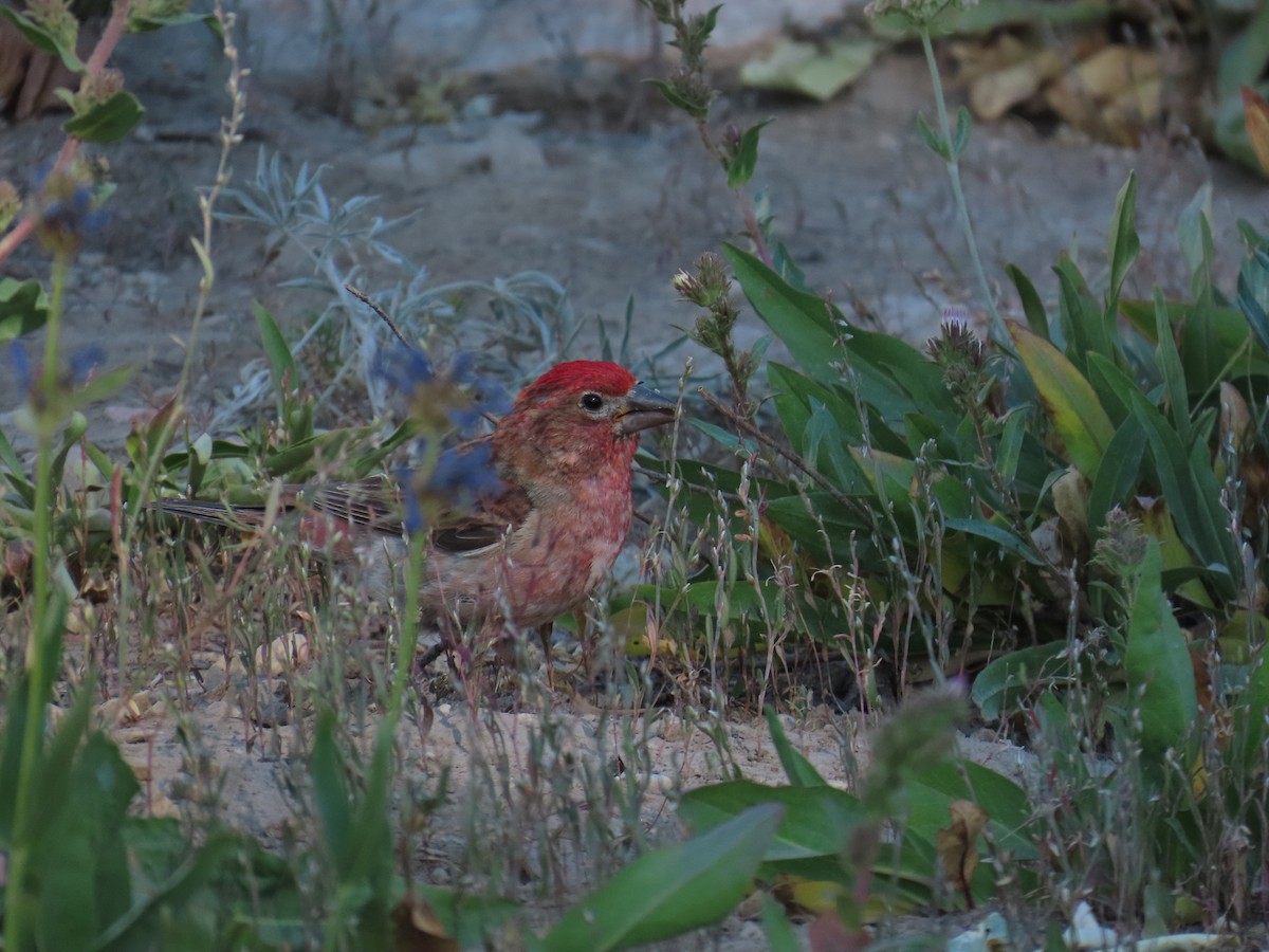 Cassin's Finch - ML639836632