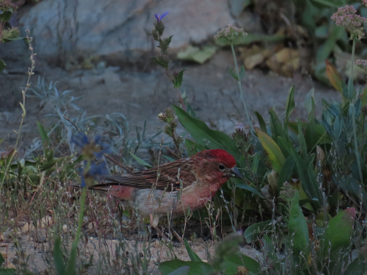 Cassin's Finch - ML639836633