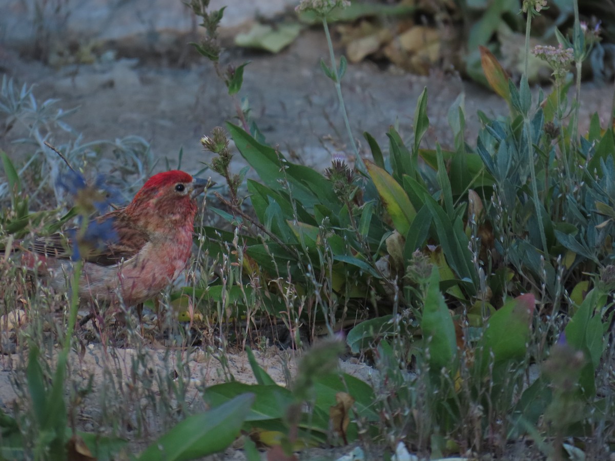 Cassin's Finch - ML639836634