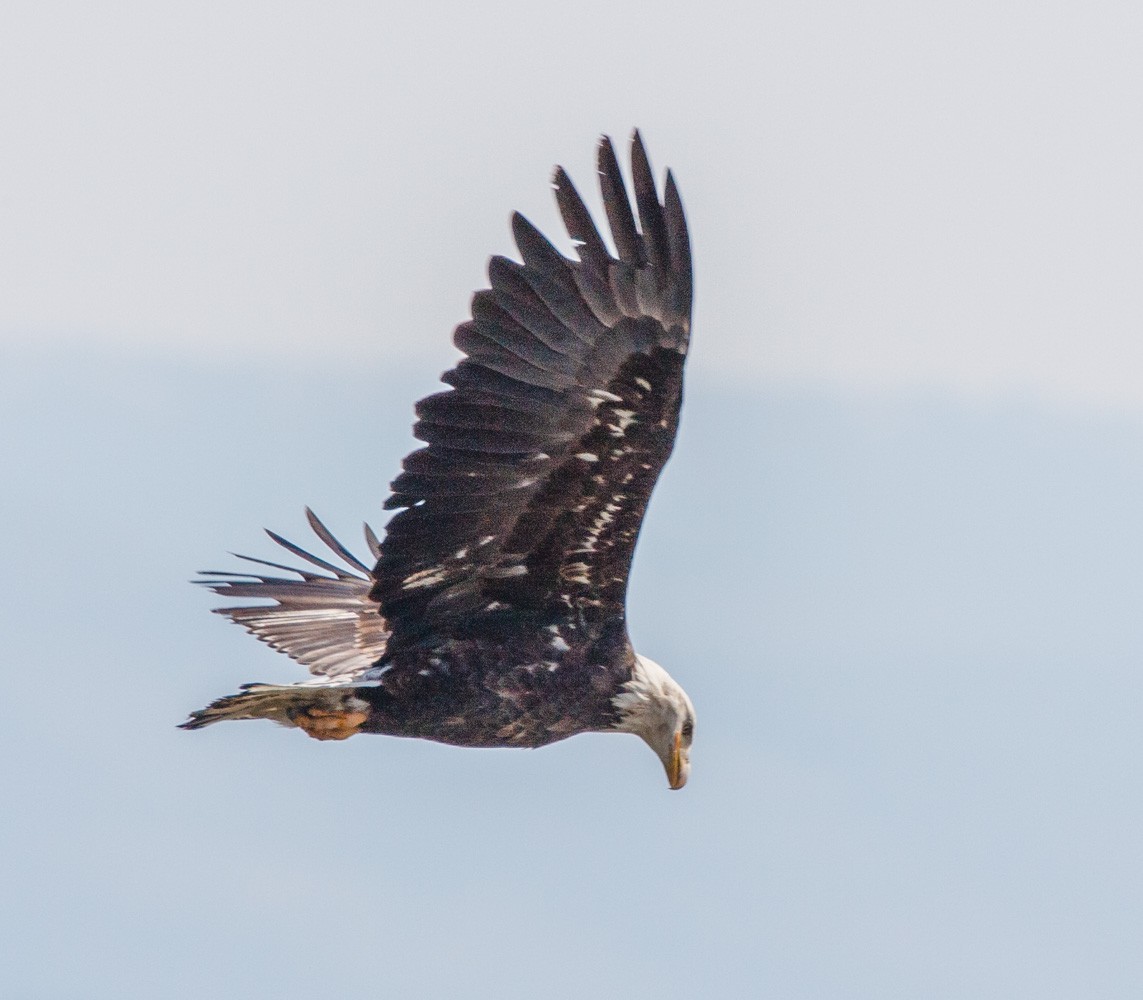 Bald Eagle - ML639836643