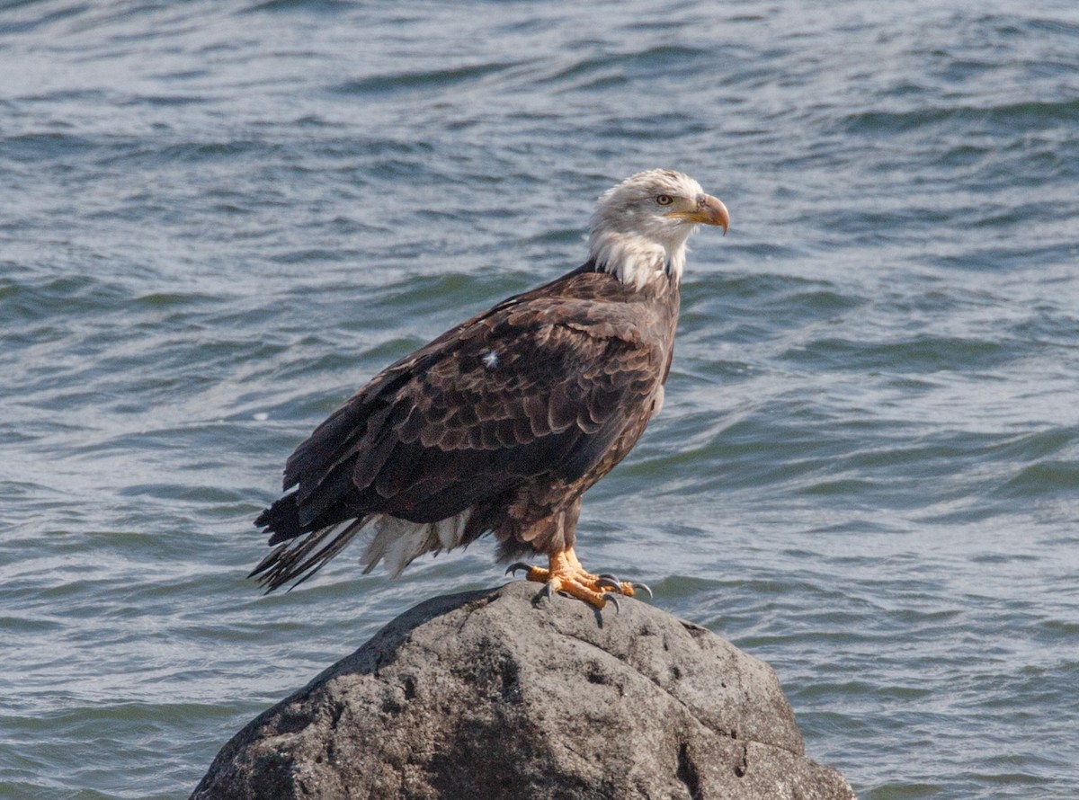 Bald Eagle - ML639836644