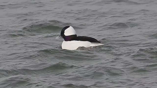 Porrón Albeola - ML639836651